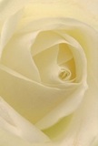 This evocative close-up transports you into the gentle heart of a creamy white rose, its petals unfurling like soft clouds touched by morning dew in a secluded Walworth garden. The spiraled arrangement draws the eye inward, inviting your senses to linger over its velvety texture and serene luminosity. Subtle shadows curl through the pale ivory layers, imbuing the bloom with a quiet drama reminiscent of dawn's earliest light on the local High Street. The mood is one of profound peace-the kind that goes hand in hand with heartfelt gestures and tender new beginnings. Every detail, from the barely-there blush of cream on the petal edges to the delicate, sweet fragrance in the air, is crafted with sensitivity and skill by Walworth's talented florists. This rose captures not only a moment in bloom but also the artistry and emotion woven into every meaningful gift, making it a cherished choice for expressions of sympathy, admiration, or celebration within the Walworth community.